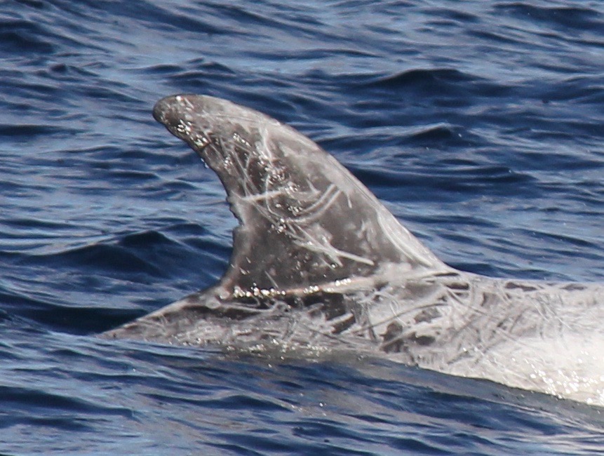 RightDorsal