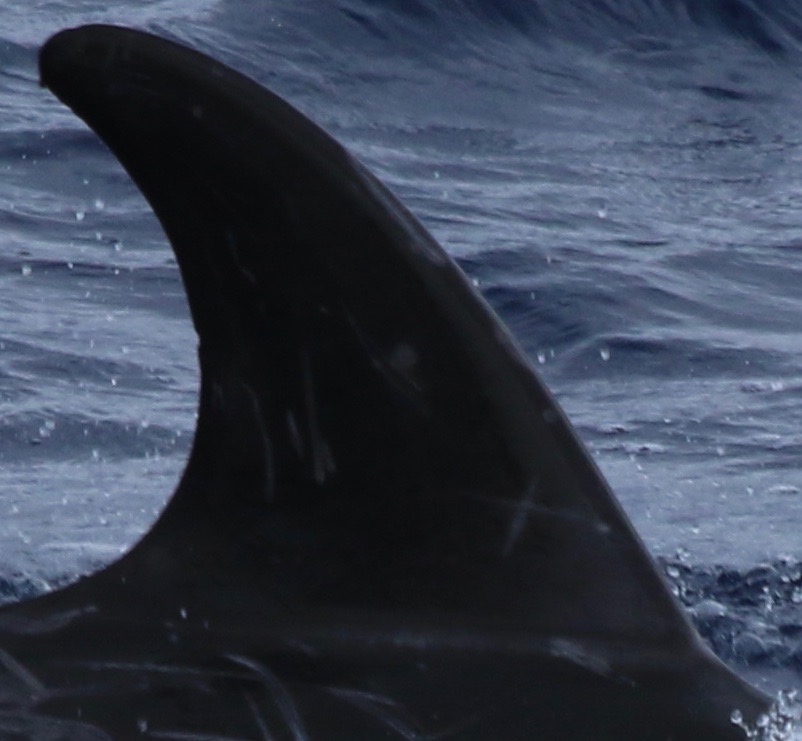RightDorsal