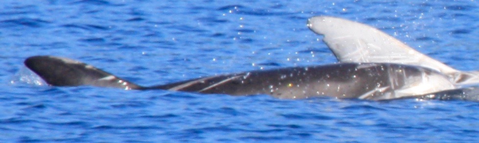 RightDorsal