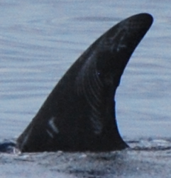 LeftDorsal