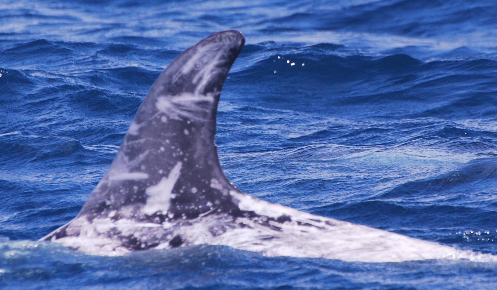 LeftDorsal