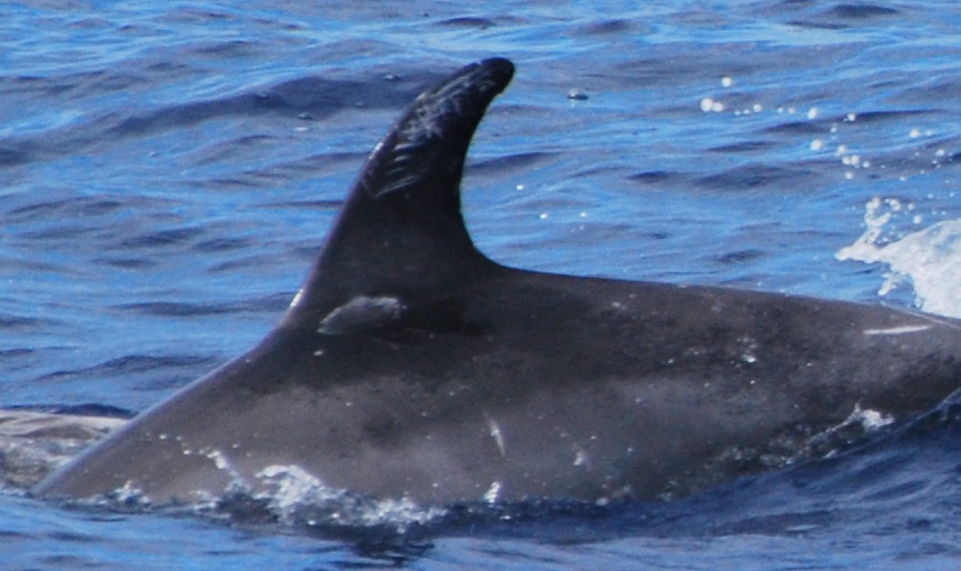 LeftDorsal