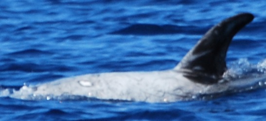 LeftDorsal