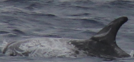 LeftDorsal