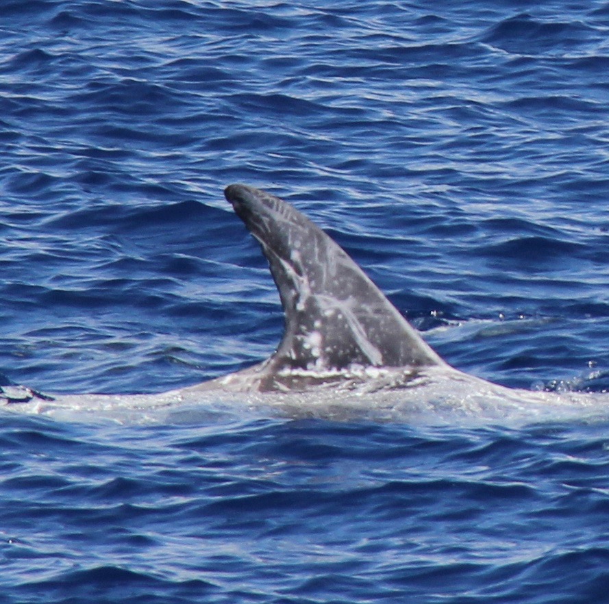 RightDorsal