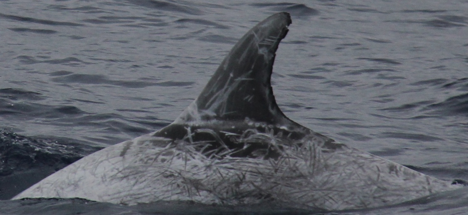 LeftDorsal