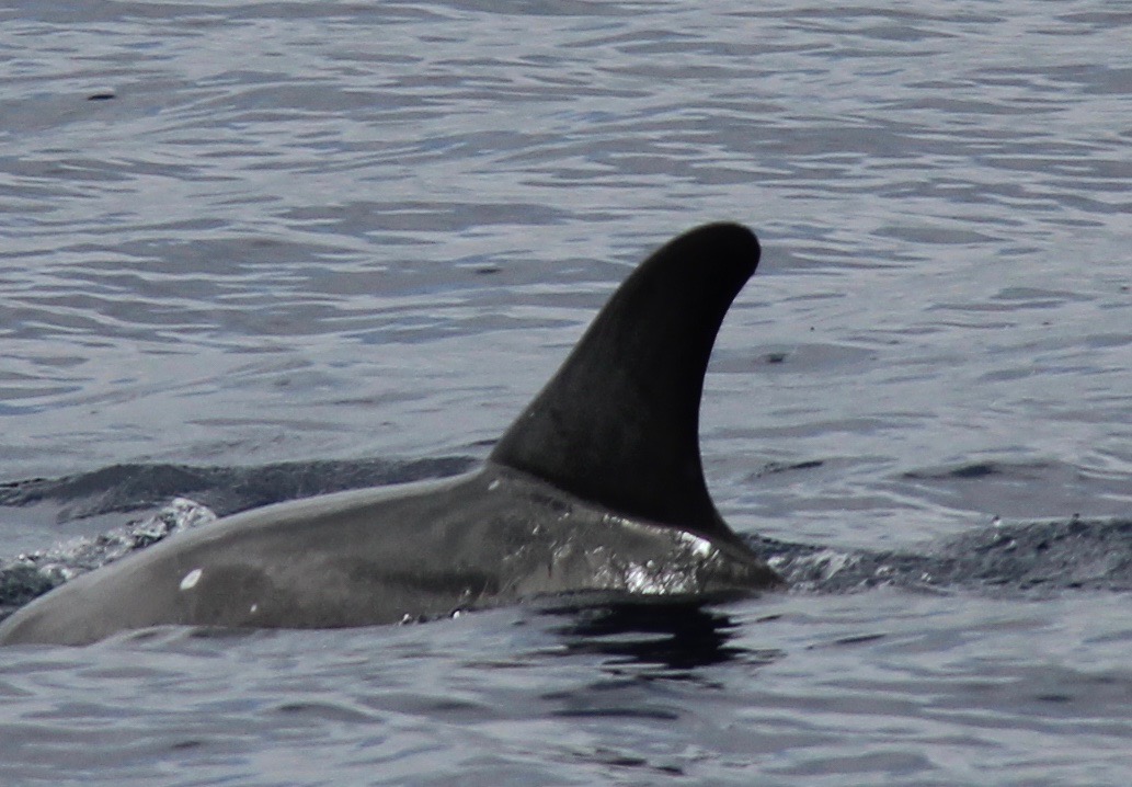 LeftDorsal