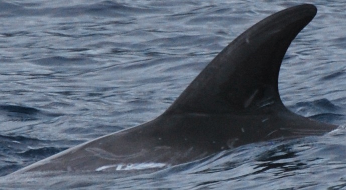 LeftDorsal