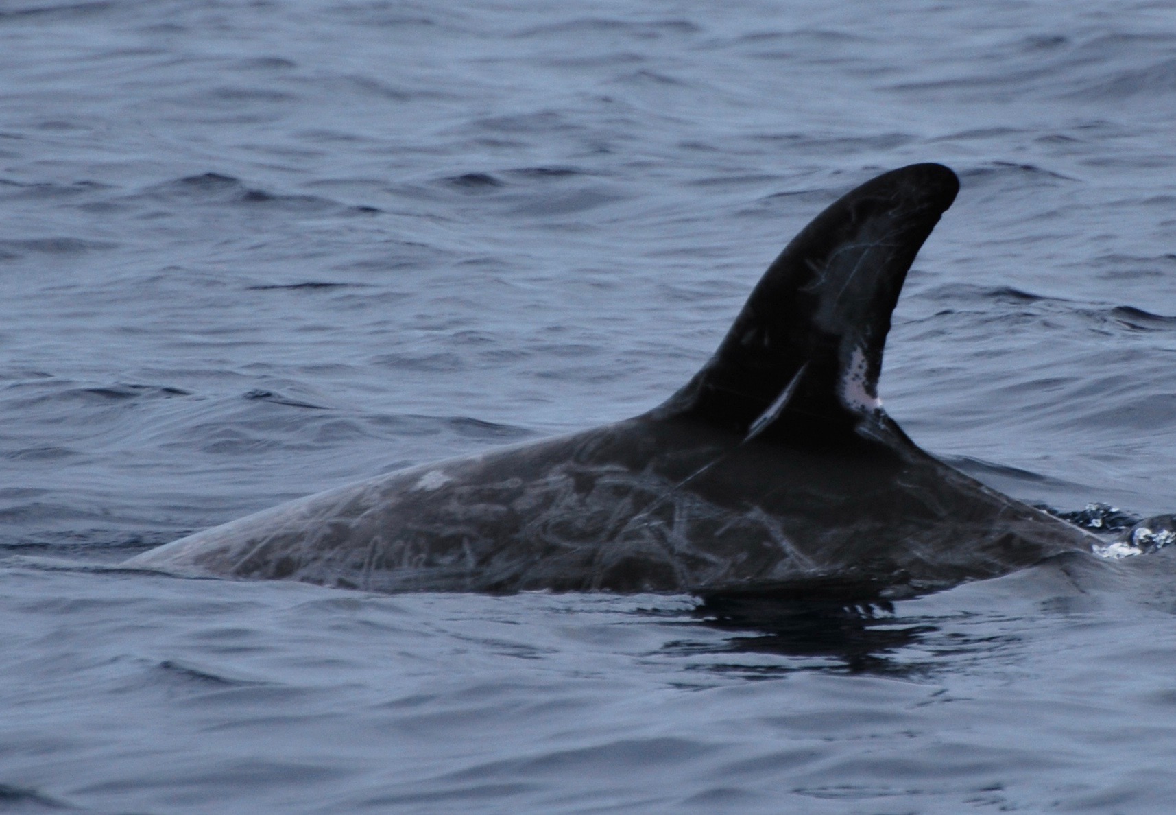LeftDorsal