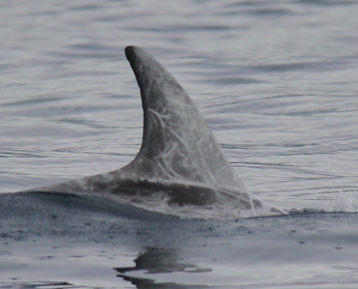 RightDorsal