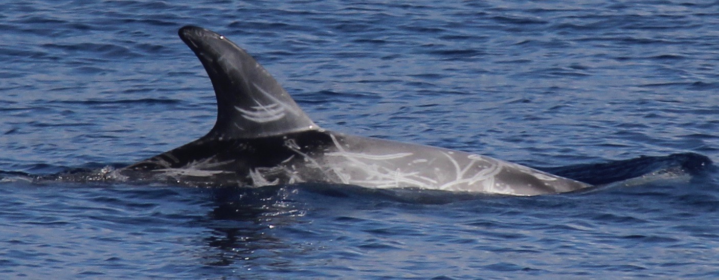 RightDorsal