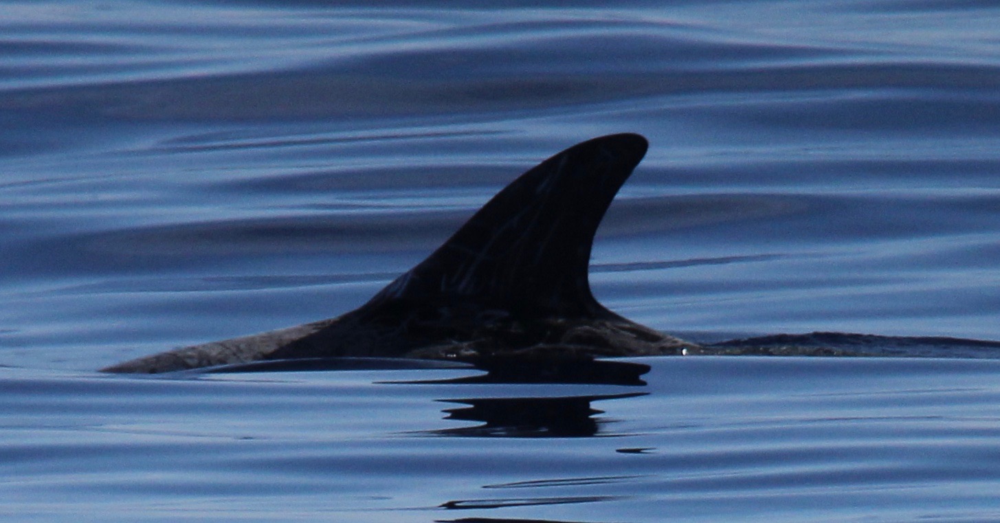 LeftDorsal