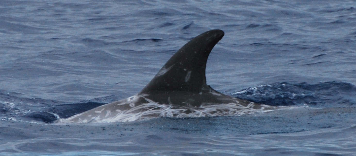 LeftDorsal