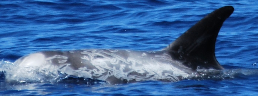 LeftDorsal
