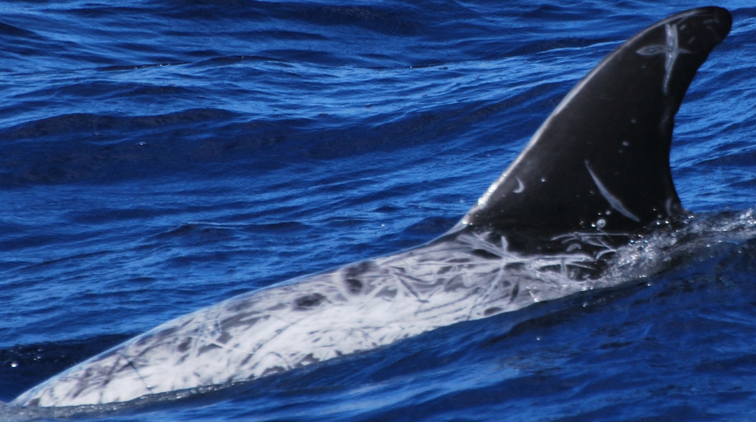LeftDorsal