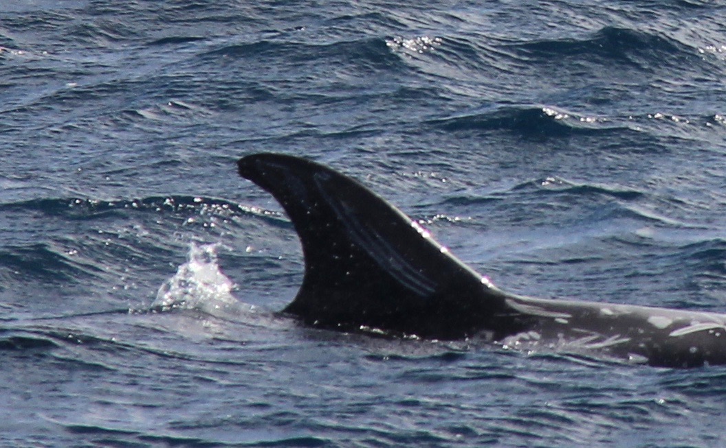 RightDorsal