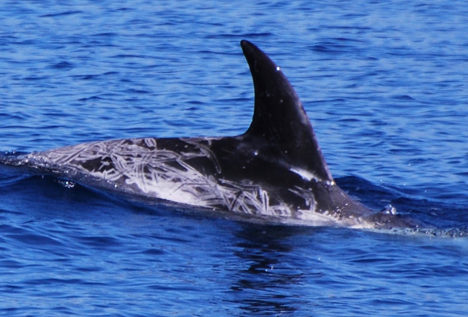 RightDorsal