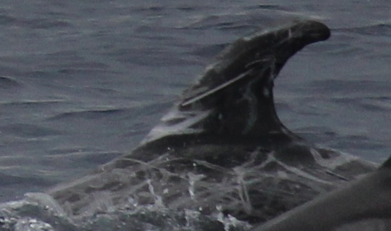 LeftDorsal