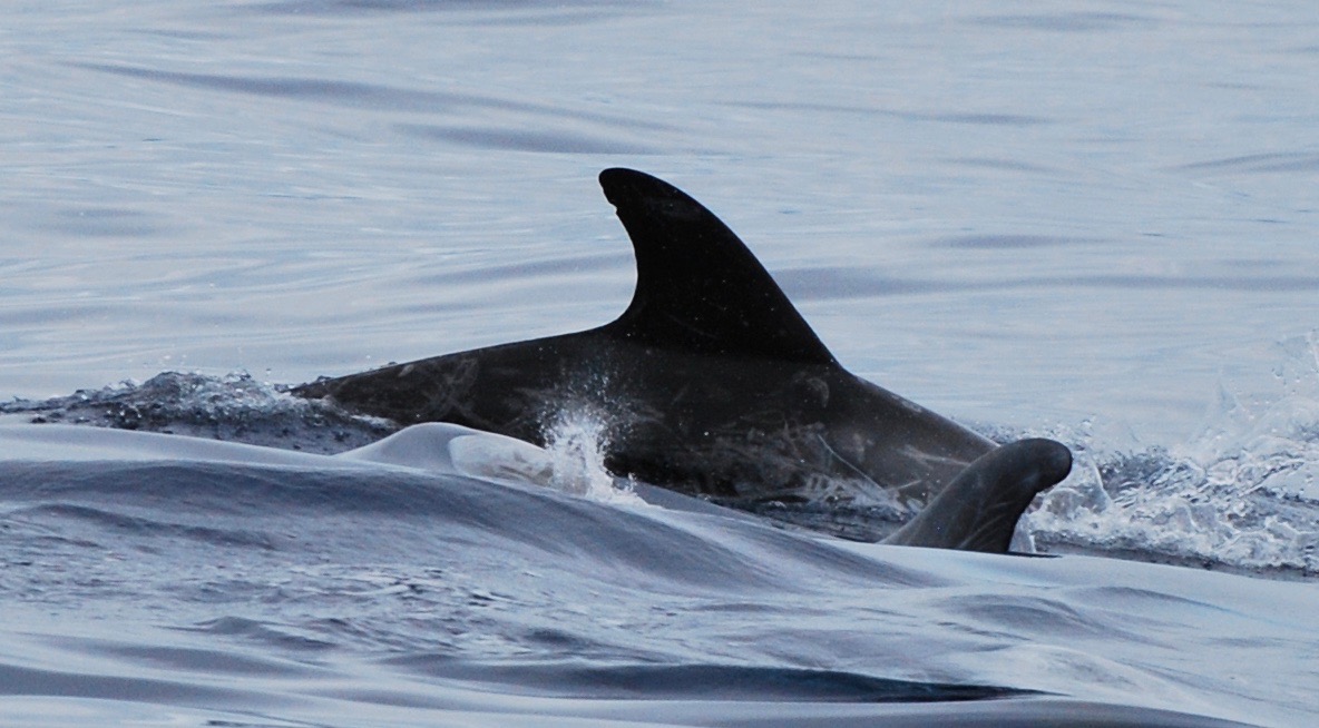 RightDorsal