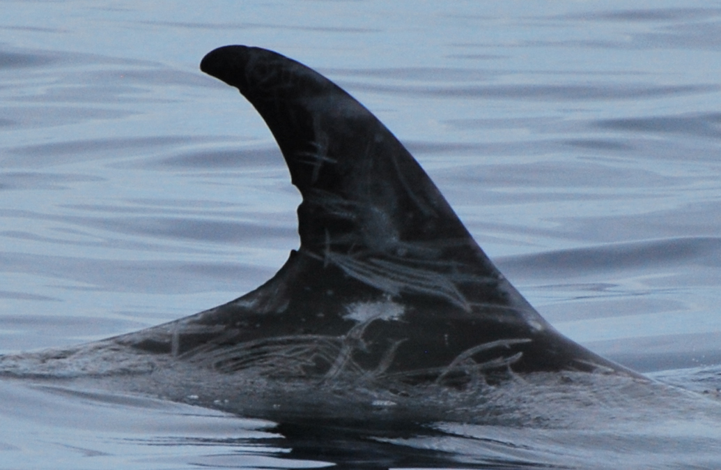 RightDorsal