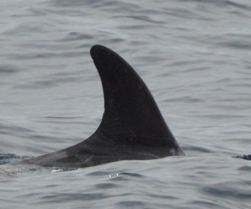 RightDorsal