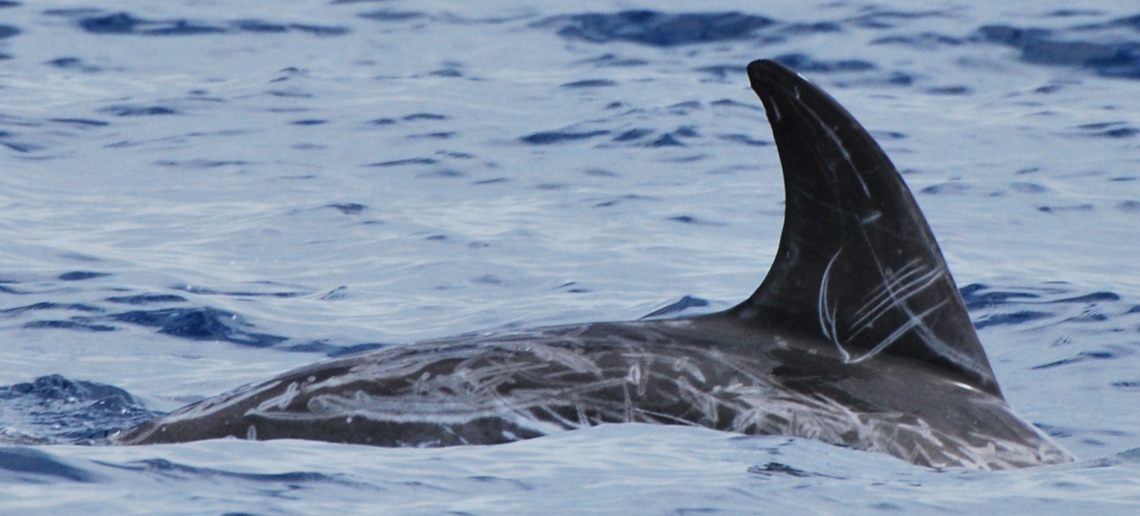 RightDorsal