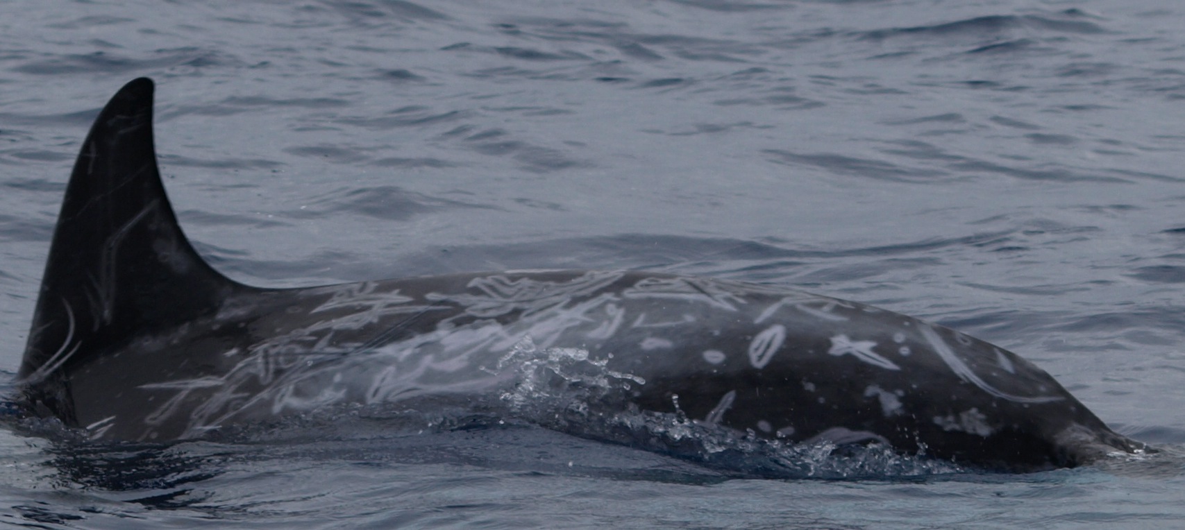 LeftDorsal