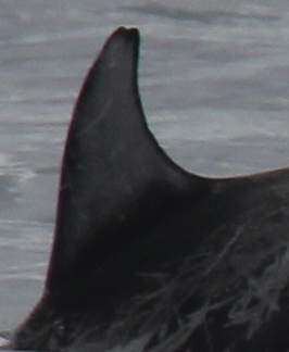 LeftDorsal