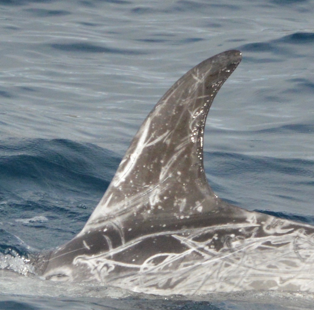 LeftDorsal