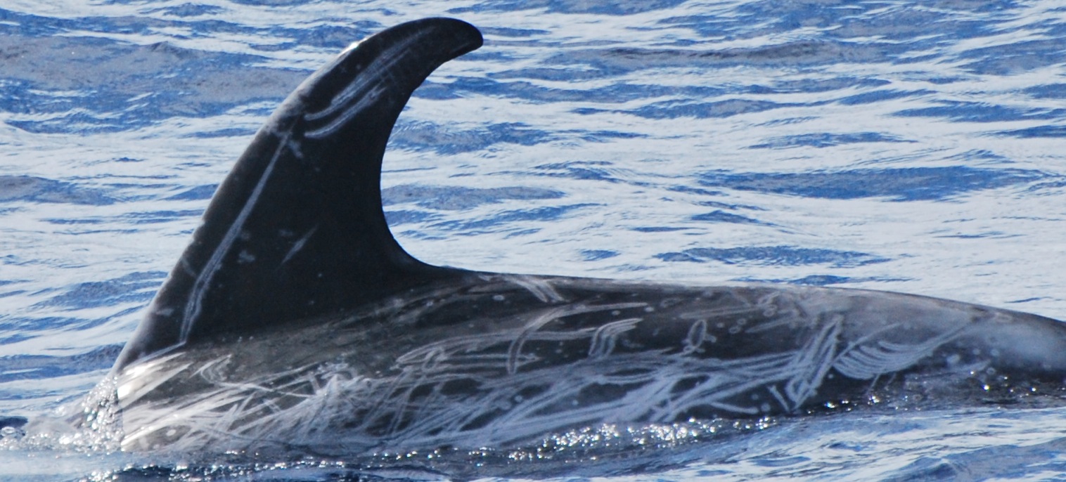 LeftDorsal