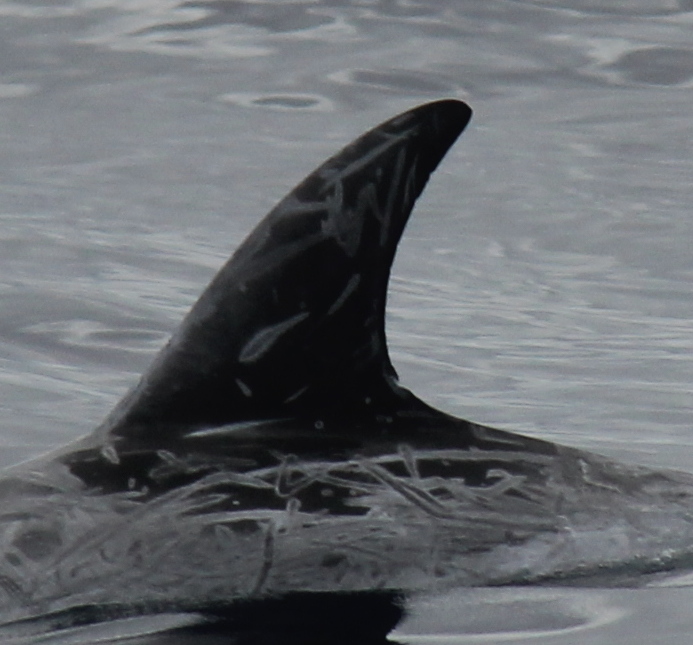 LeftDorsal