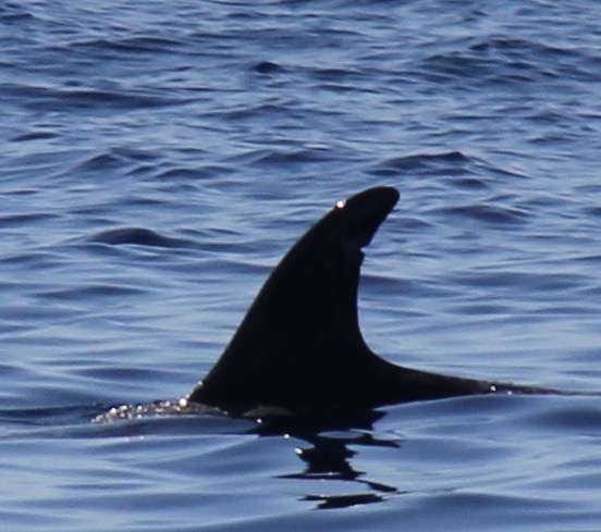 LeftDorsal