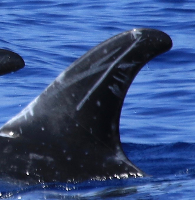 LeftDorsal