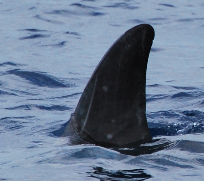 LeftDorsal