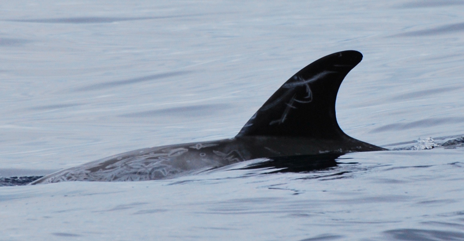 LeftDorsal