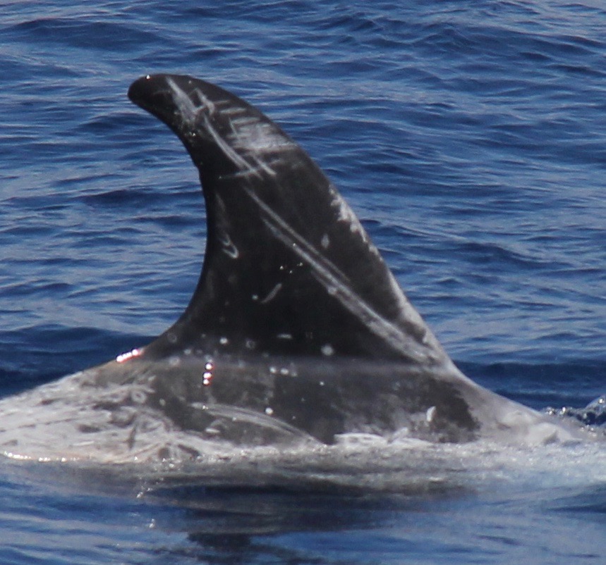 RightDorsal