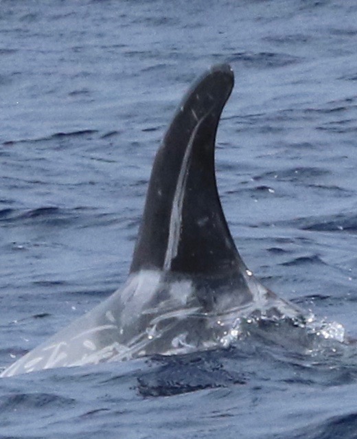 LeftDorsal