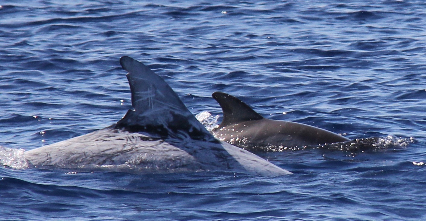 LeftDorsal