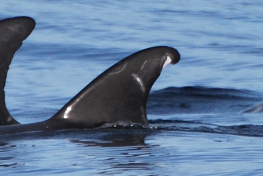 LeftDorsal