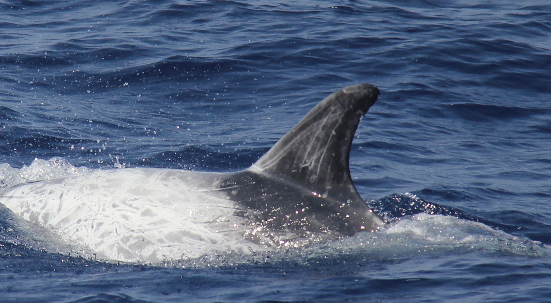 LeftDorsal