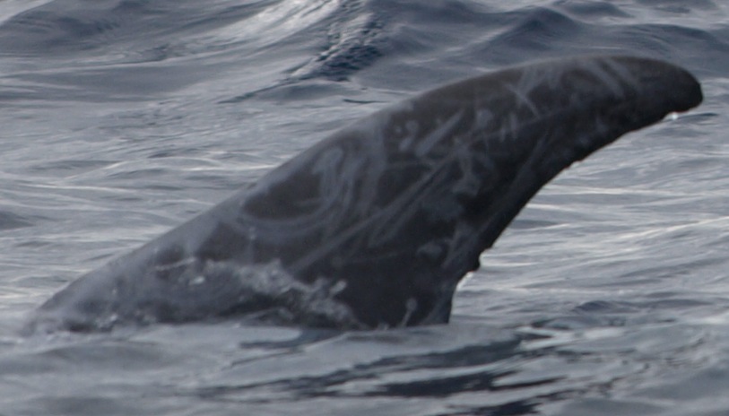 LeftDorsal