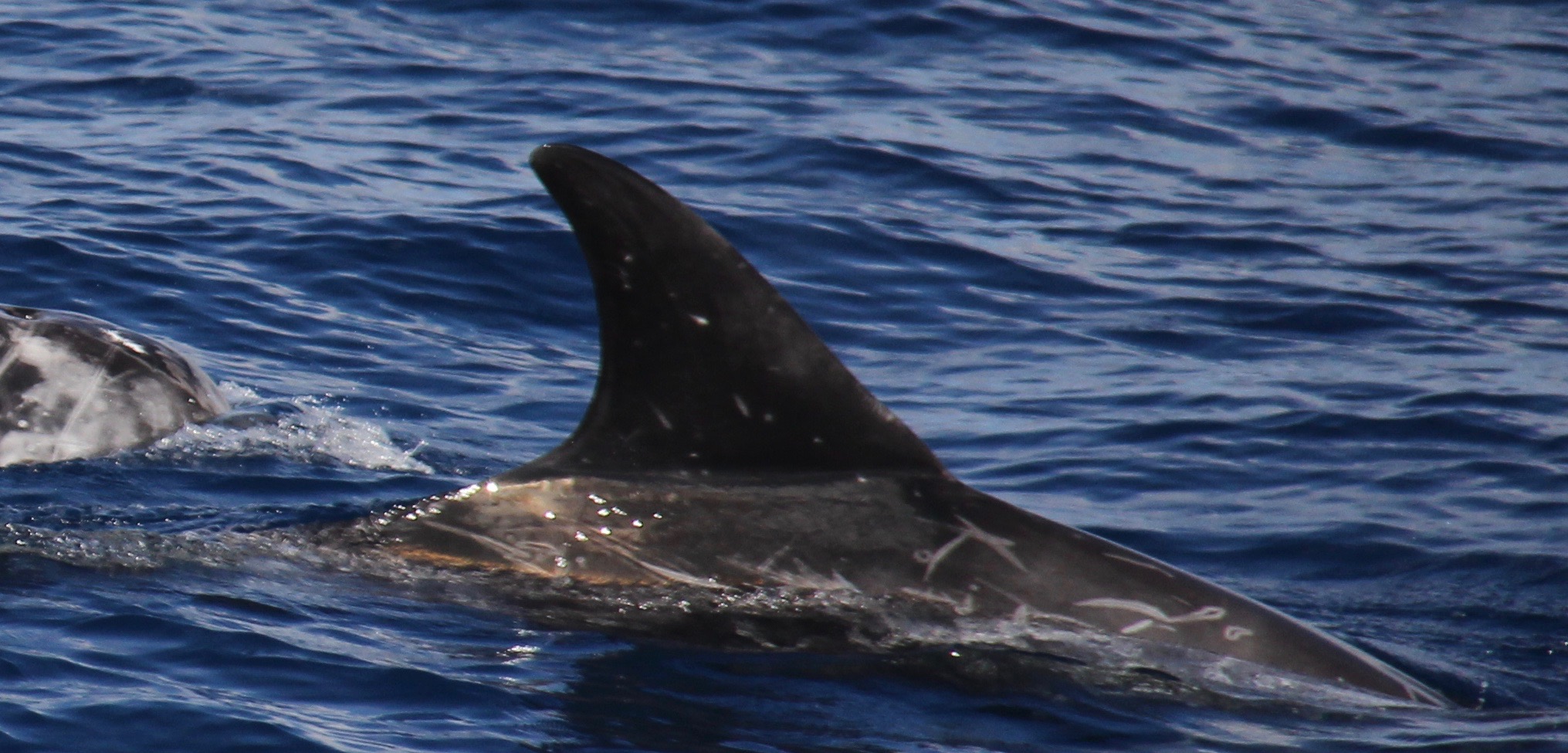 RightDorsal