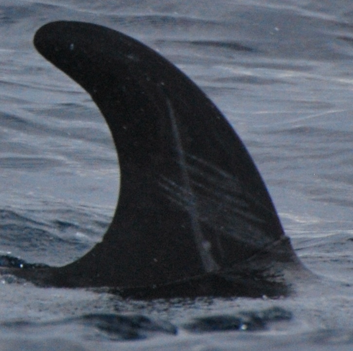 RightDorsal