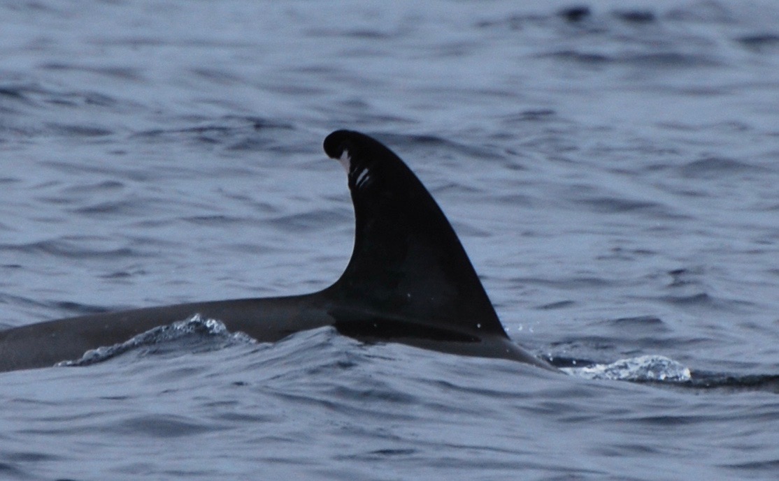 RightDorsal