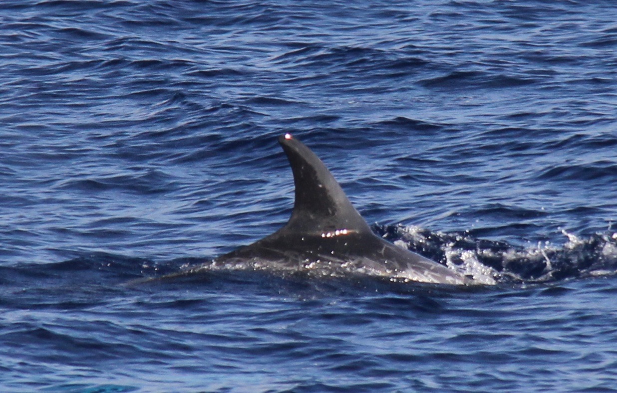 RightDorsal