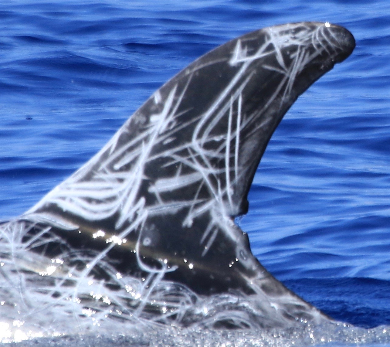 LeftDorsal