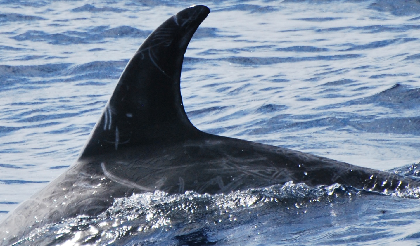 LeftDorsal