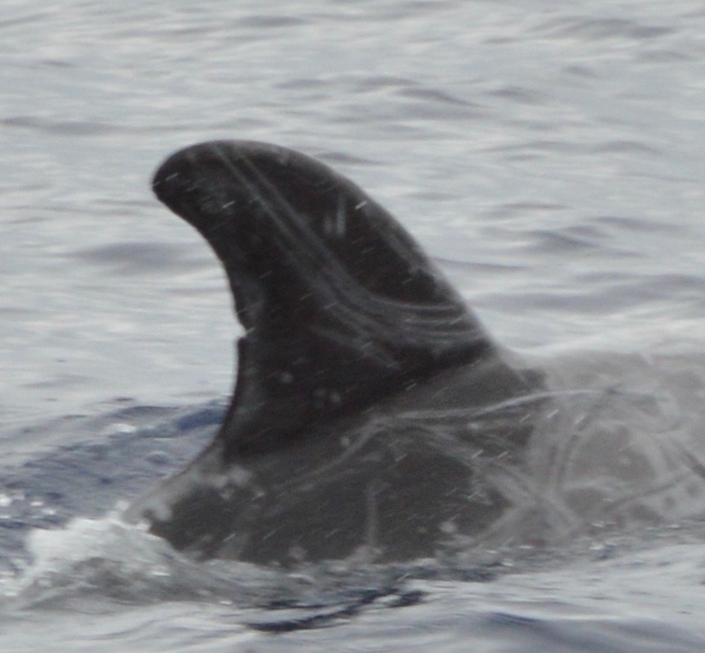 RightDorsal