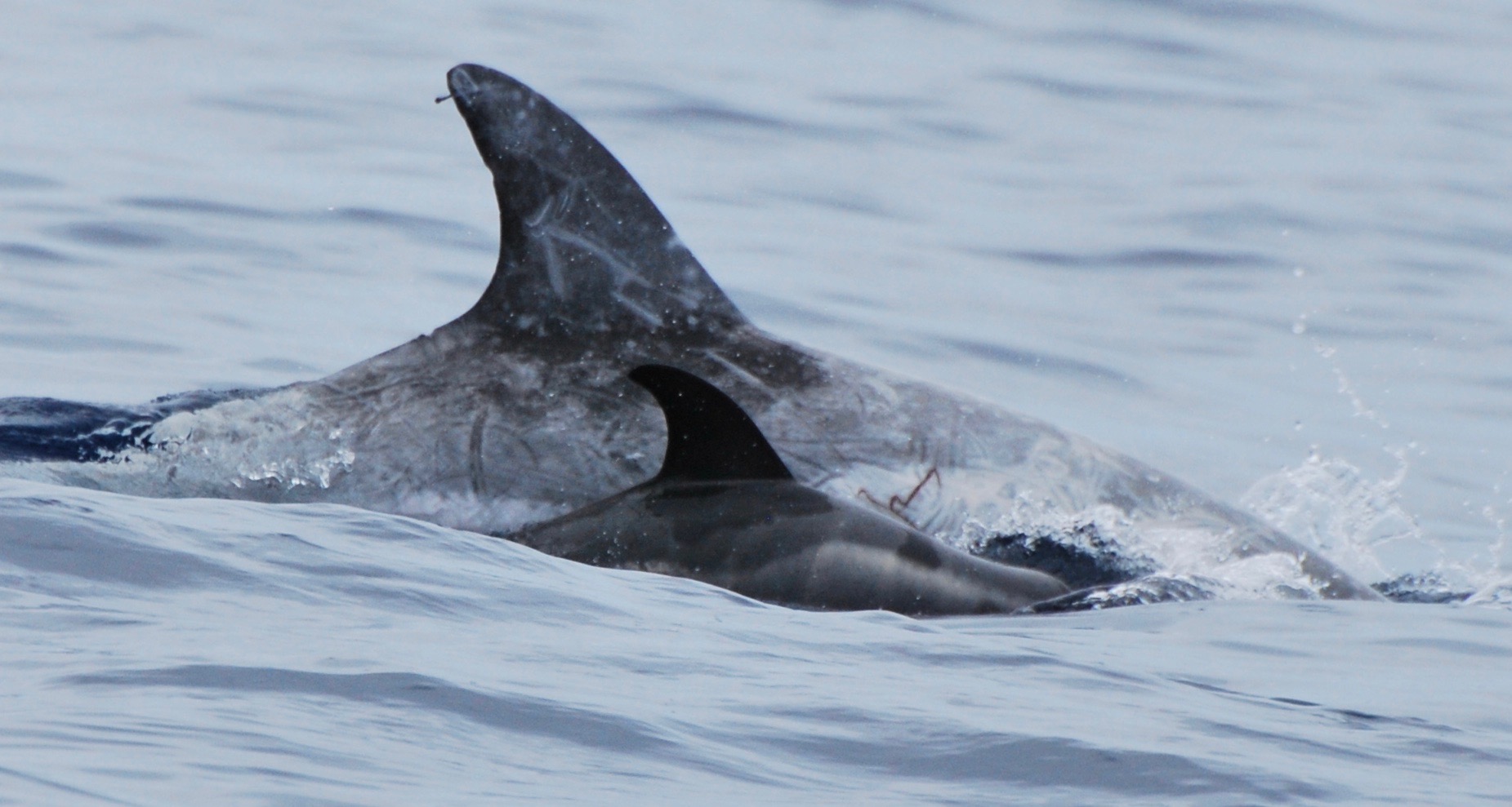 RightDorsal