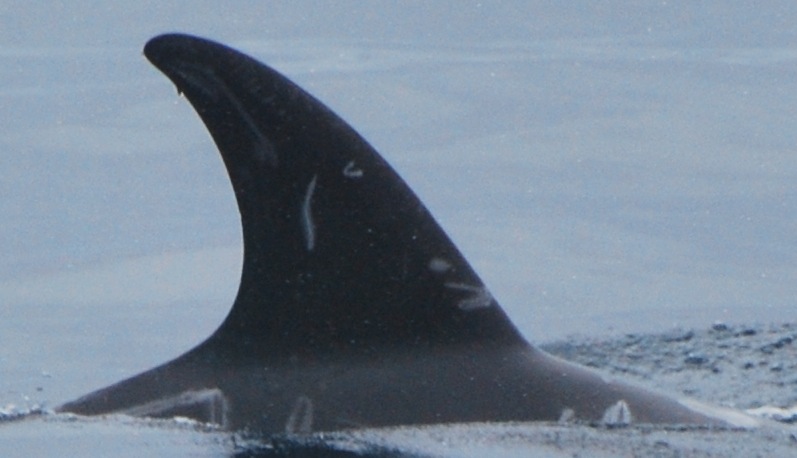 RightDorsal